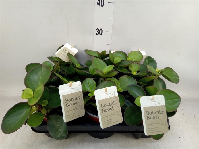 <h4>Peperomia clusiifolia 'Red Margin'</h4>