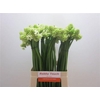 Ornithogalum Saundersiae