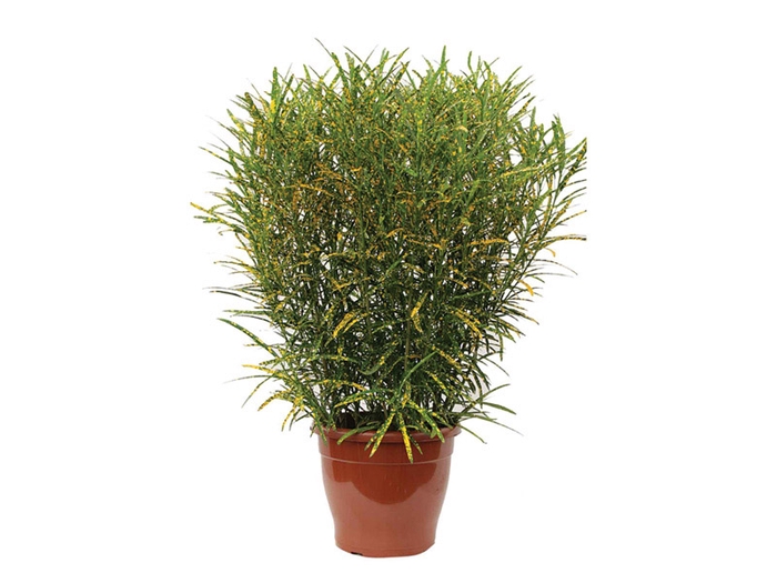 CROTON BRASILEIRINHO P24