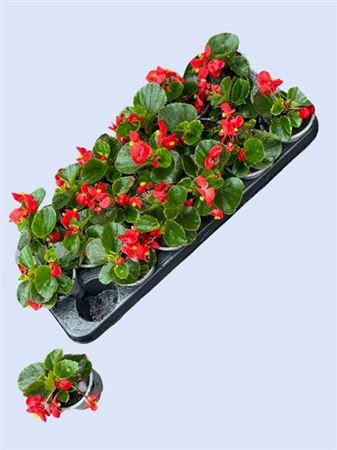 <h4>Begonia Semperflorens Grp 'Volumia Scarlet'</h4>