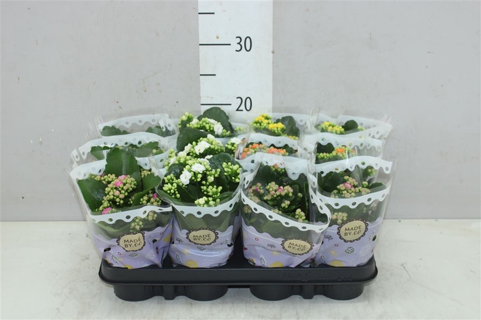 <h4>Kalanchoe Calandiva Mix</h4>