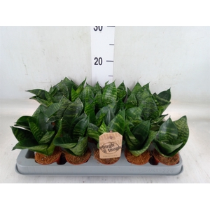 Sansevieria trifa. 'Hahnii'
