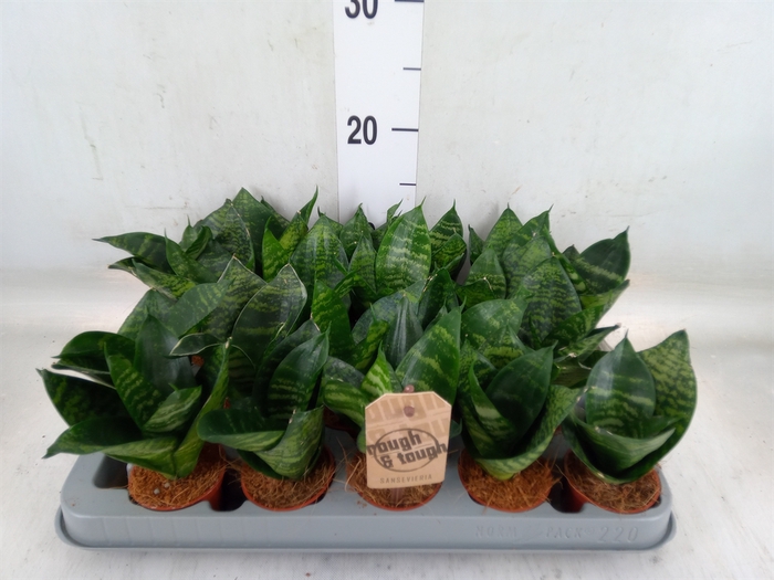 <h4>Sansevieria trifa. 'Hahnii'</h4>