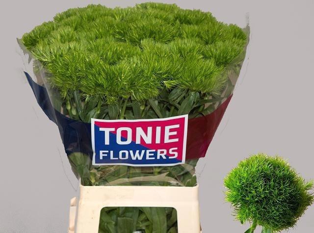 <h4>Di Barb Green Wicky</h4>