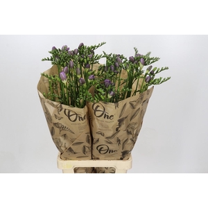 Freesia One Xxl Blue