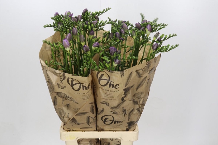 <h4>Freesia One Xxl Blue</h4>