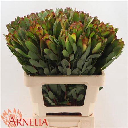 <h4>Leucad Saf Goldstrik 60 Cm</h4>