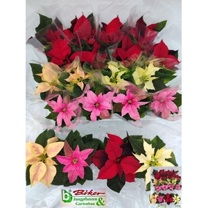 EUPHOR PULCHERRIM OV