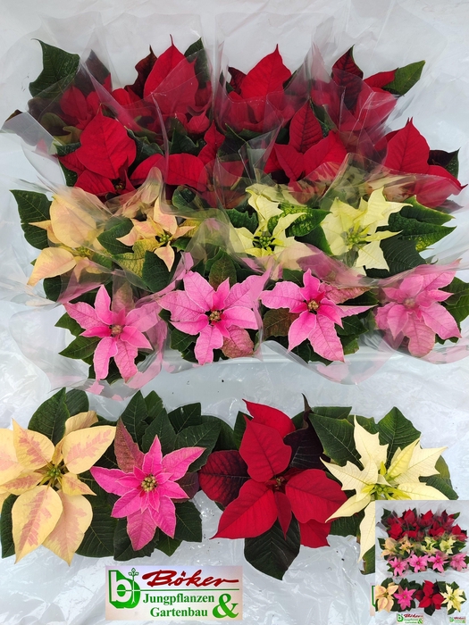 <h4>EUPHOR PULCHERRIM OV</h4>