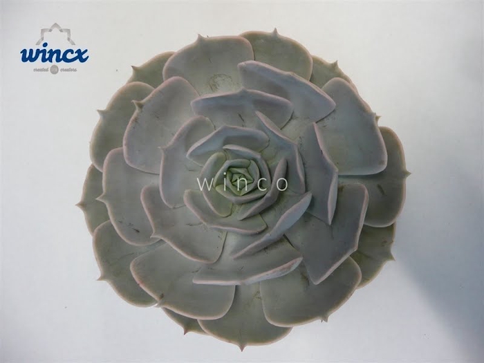 <h4>Echeveria Pollux Cutflower</h4>