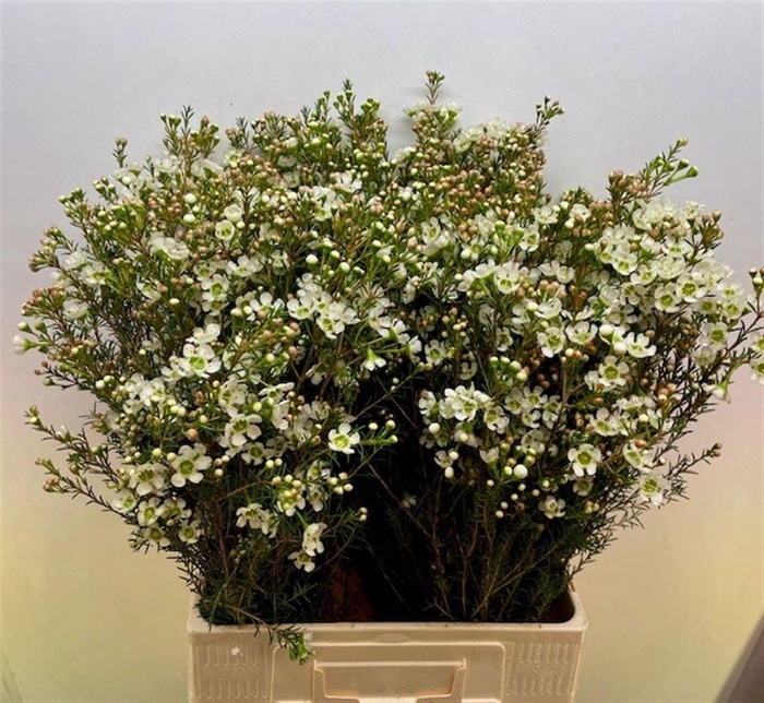 <h4>Chame Me Sirius</h4>