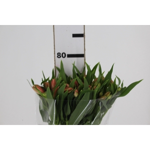 ALSTROEMERIA CANYON 080 CM