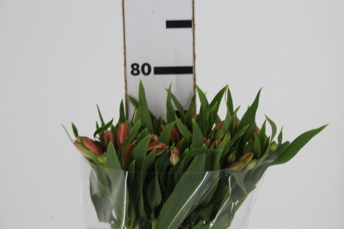 <h4>ALSTROEMERIA CANYON 080 CM</h4>
