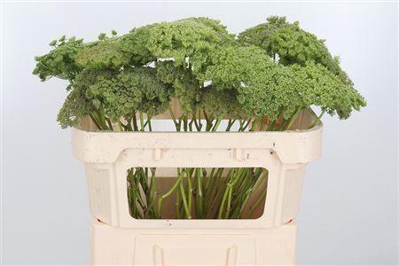 <h4>AMMI VISNAGA GREEN MIST ZAADDOOS</h4>