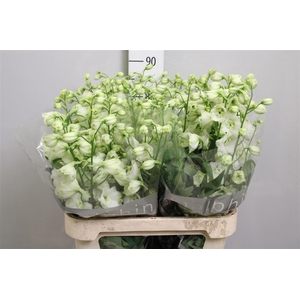 Delph Du Cent White