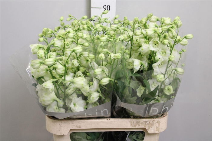 <h4>Delph Du Cent White</h4>