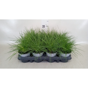 Festuca glauca