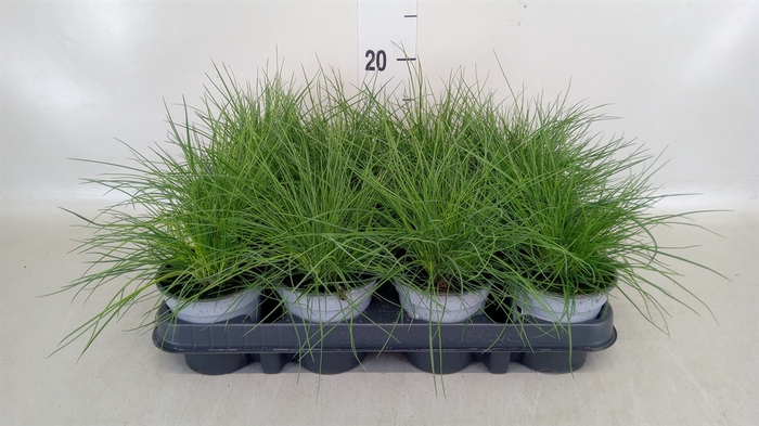 <h4>Festuca glauca</h4>
