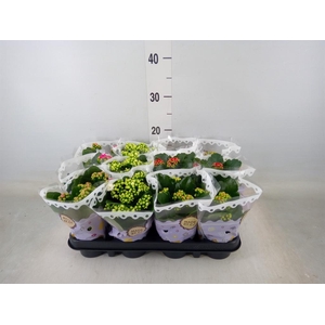 Kalanchoe blos.   ..rosebud mix  5