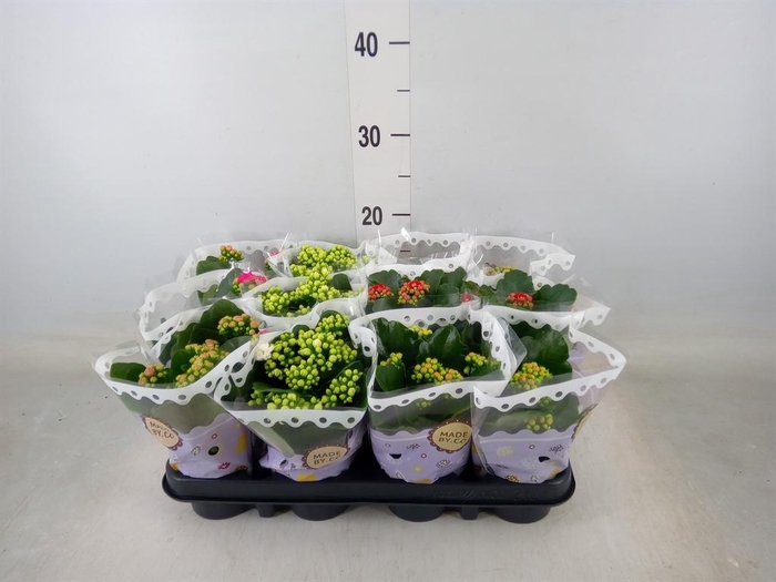 <h4>Kalanchoe blos.   ..rosebud mix  5</h4>