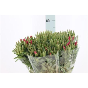 Clarkia Am Gr Red 70cm