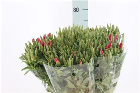 <h4>Clarkia Am Gr Red 70cm</h4>