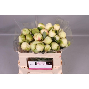 Paeonia Bridal Shower | Heavy Quality