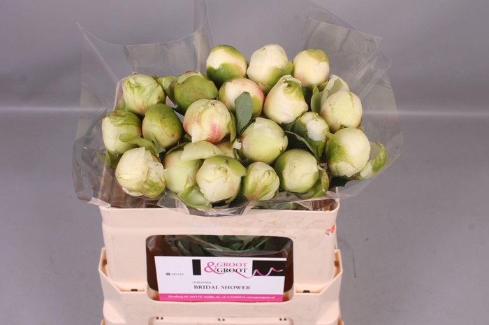<h4>Paeonia Bridal Shower | Heavy Quality</h4>