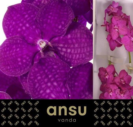 Vanda Ni Rasp Cerise