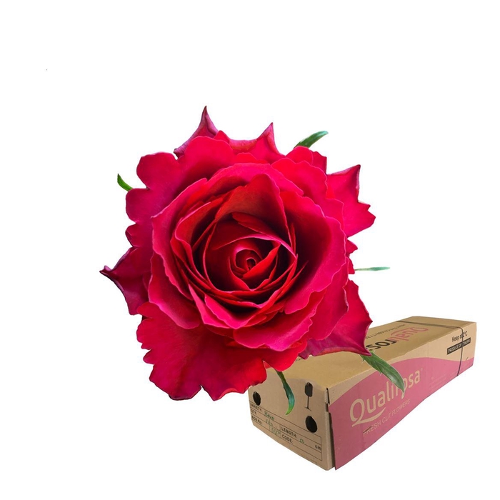 <h4>R Gr Madam Cerise -in box</h4>