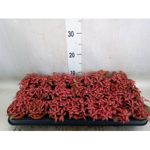 Fittonia verschaf. 'Forest Flame'