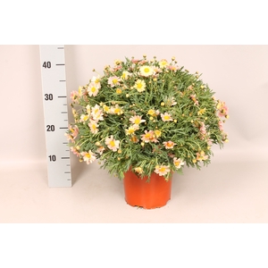 Struikmargriet Orange Red