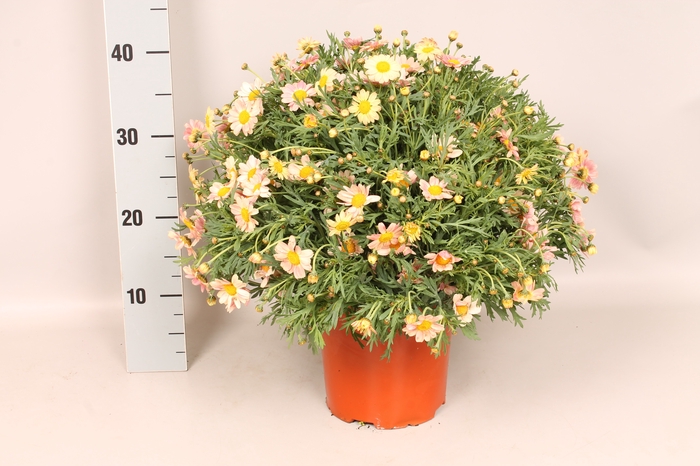 <h4>Struikmargriet Orange Red</h4>