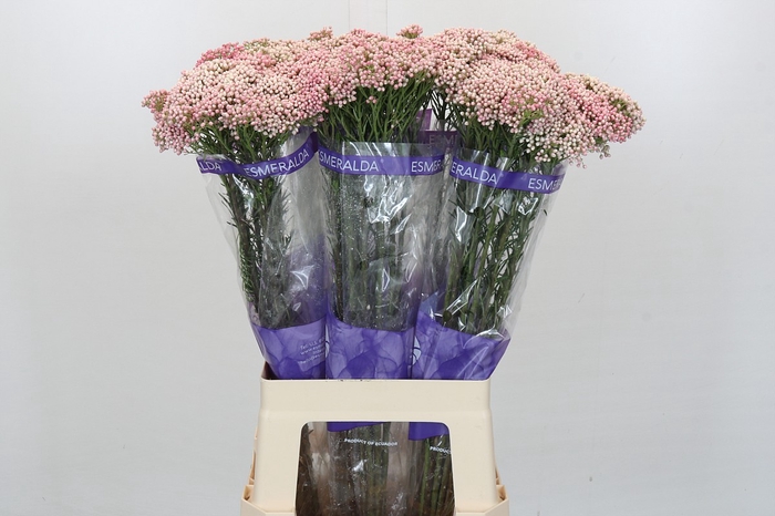 <h4>Ozothamnus Cooks Tall Pink</h4>