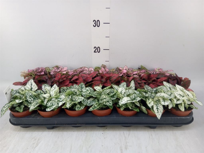 <h4>Hypoestes phyllo.   ...mix</h4>