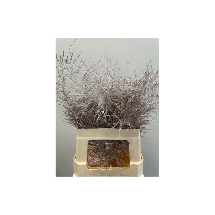 <h4>Treefern Champagne</h4>