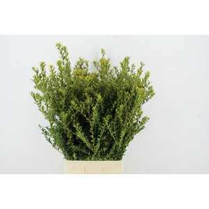 ILEX GREEN HEDGE PER STEM 090CM