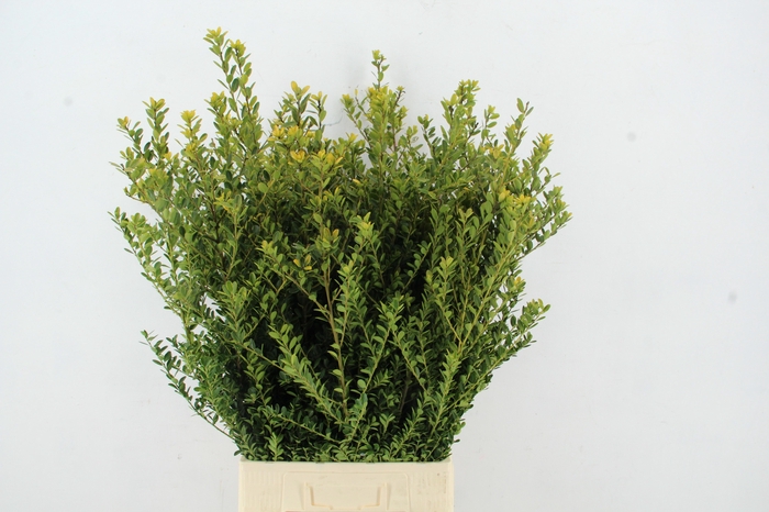 <h4>ILEX BL C GREEN HEDG</h4>