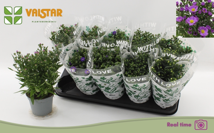 <h4>ASTE STARL GEM</h4>