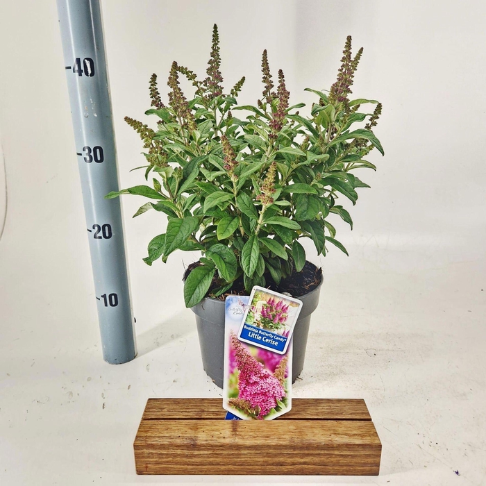 <h4>Buddleja Butterfly Candy Gemengd</h4>
