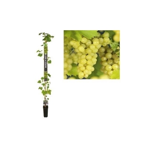 Vitis vinifera 'Millenium' +Long & strong label