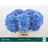 Hydrangea 'Royal Parade' 21cm