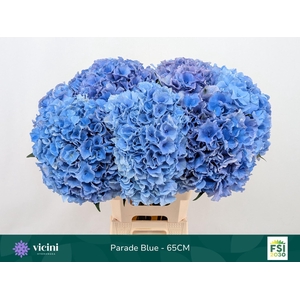 Hydrangea 'Royal Parade' 21cm