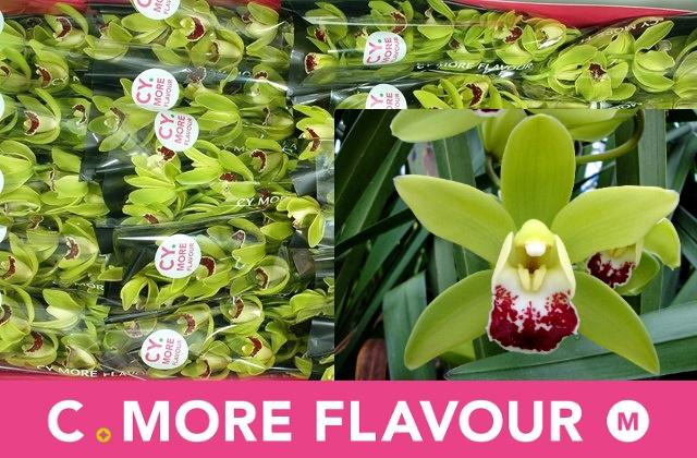 <h4>CYMB MI CORONADO</h4>