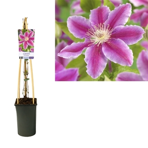 Clematis 'Dr. Ruppel' +light label