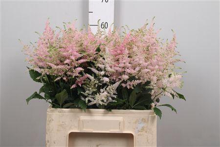 <h4>Astilbe japonica 'Europa'</h4>