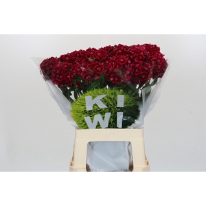 Dianthus Br Kiwi Dark Red