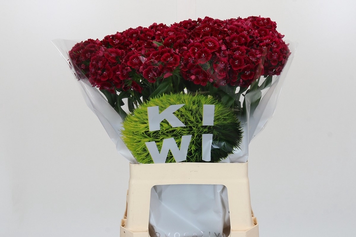 Dianthus Br Kiwi Dark Red