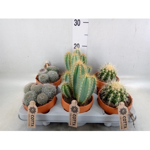 Cactus   ...mix