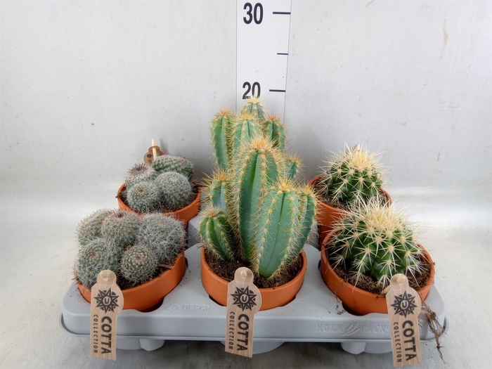 <h4>Cactus   ...mix</h4>